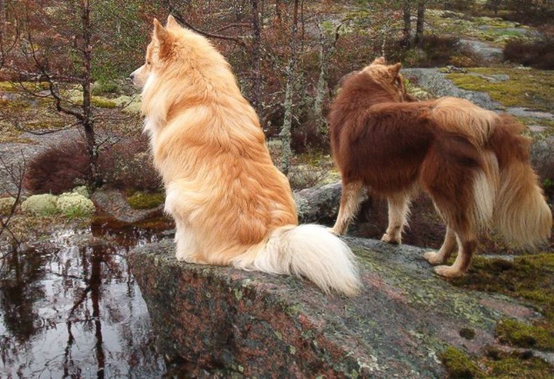 Finske hunderaser