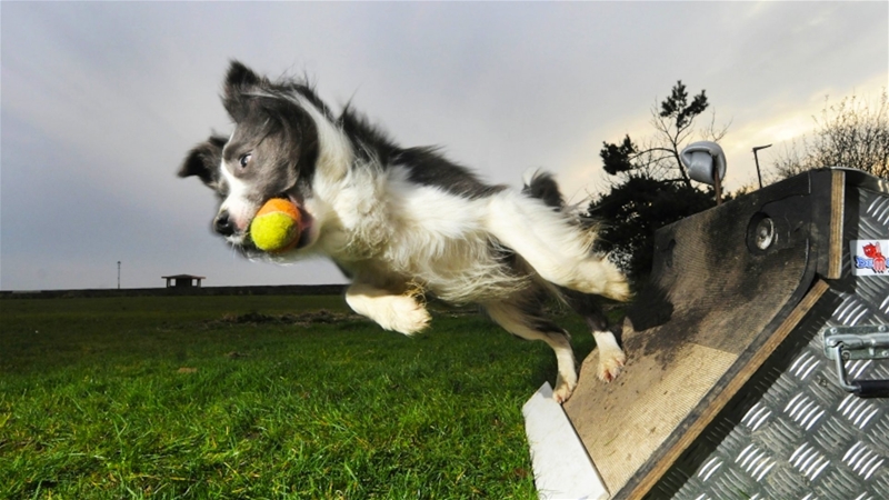 Flyball